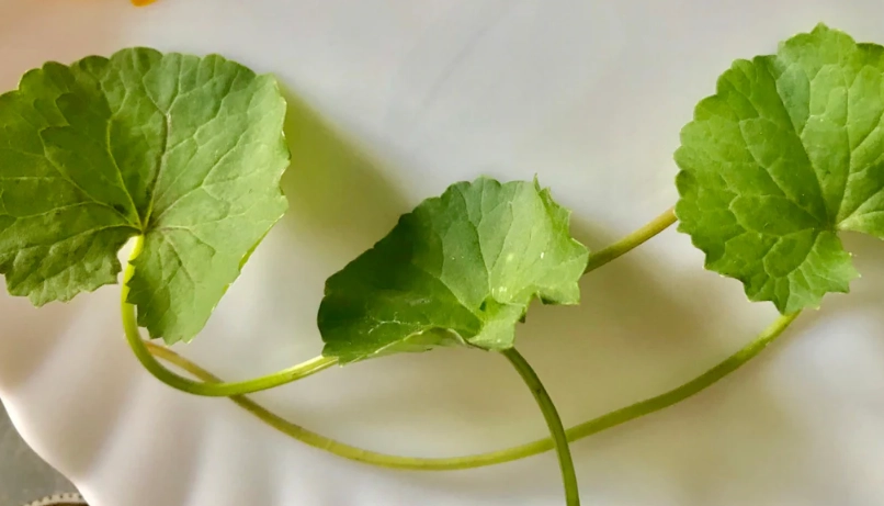 積雪草軟膏功效