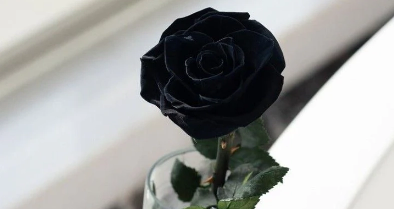 黑玫瑰花語