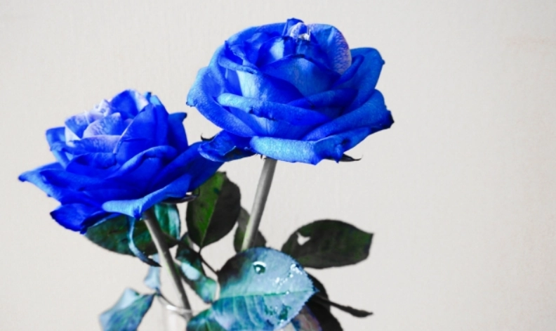 藍玫瑰花語